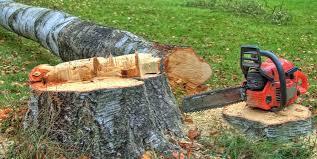 Best Tree Disease Treatment  in Orange, OH