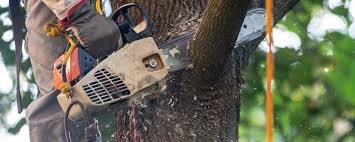 Best Weed Control  in Orange, OH