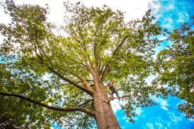 Best Tree Mulching  in Orange, OH