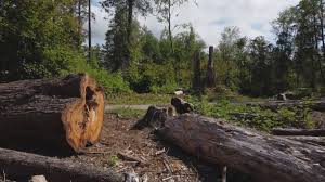 Best Tree Trimming and Pruning  in Orange, OH