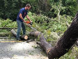 How Our Tree Care Process Works  in  Orange, OH