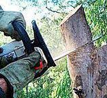 Best Root Management and Removal  in Orange, OH