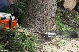 Best Tree Preservation Services  in Orange, OH