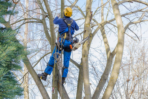 Best Fruit Tree Pruning  in Orange, OH