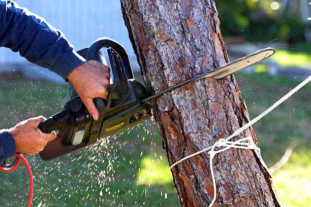 Best Lawn Maintenance Plans  in Orange, OH