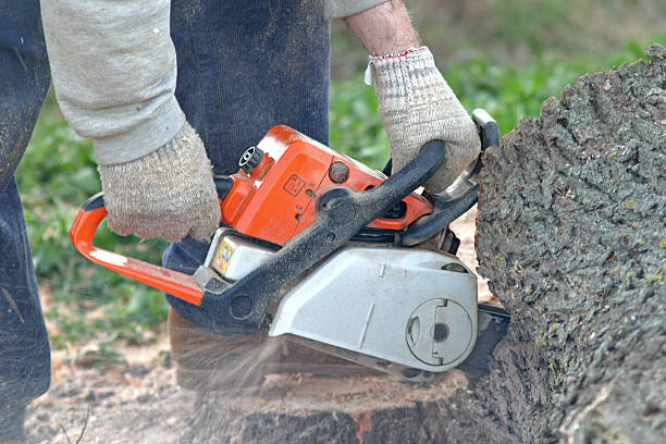 Orange, OH Tree Care Company