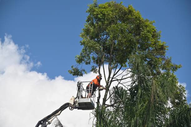 Best Arborist Consultation Services  in Orange, OH