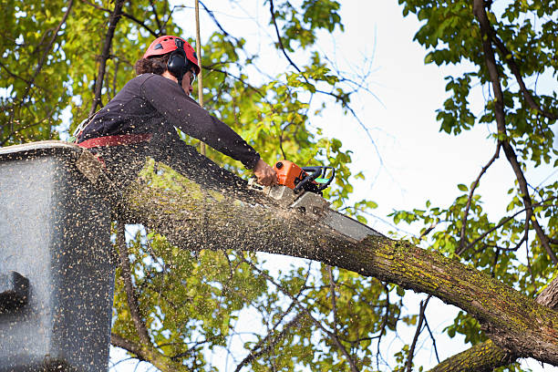 Best Palm Tree Trimming  in Orange, OH
