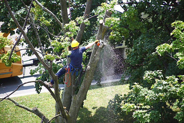Best Commercial Tree Services  in Orange, OH